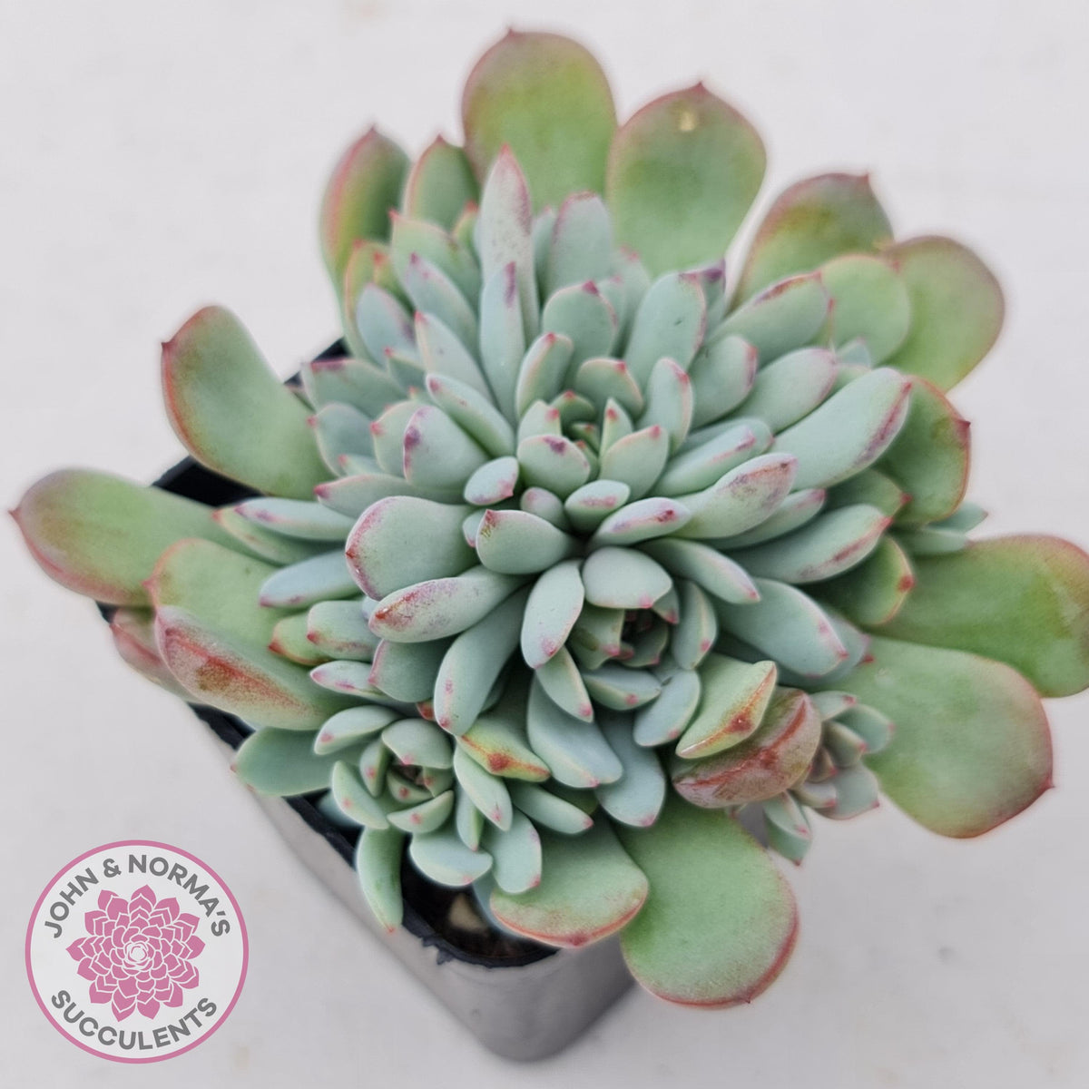 Graptoveria Accolade - Multi Heads