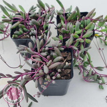 Load image into Gallery viewer, Othonna capensis 'Ruby necklace' - John & Norma's Succulents