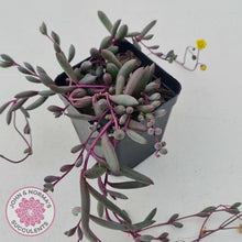 Load image into Gallery viewer, Othonna capensis 'Ruby necklace' - John & Norma's Succulents