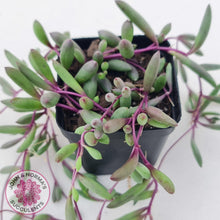 Load image into Gallery viewer, Othonna capensis 'Ruby necklace' - John & Norma's Succulents