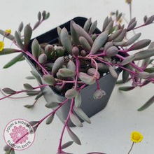 Load image into Gallery viewer, Othonna capensis 'Ruby necklace' - John & Norma's Succulents