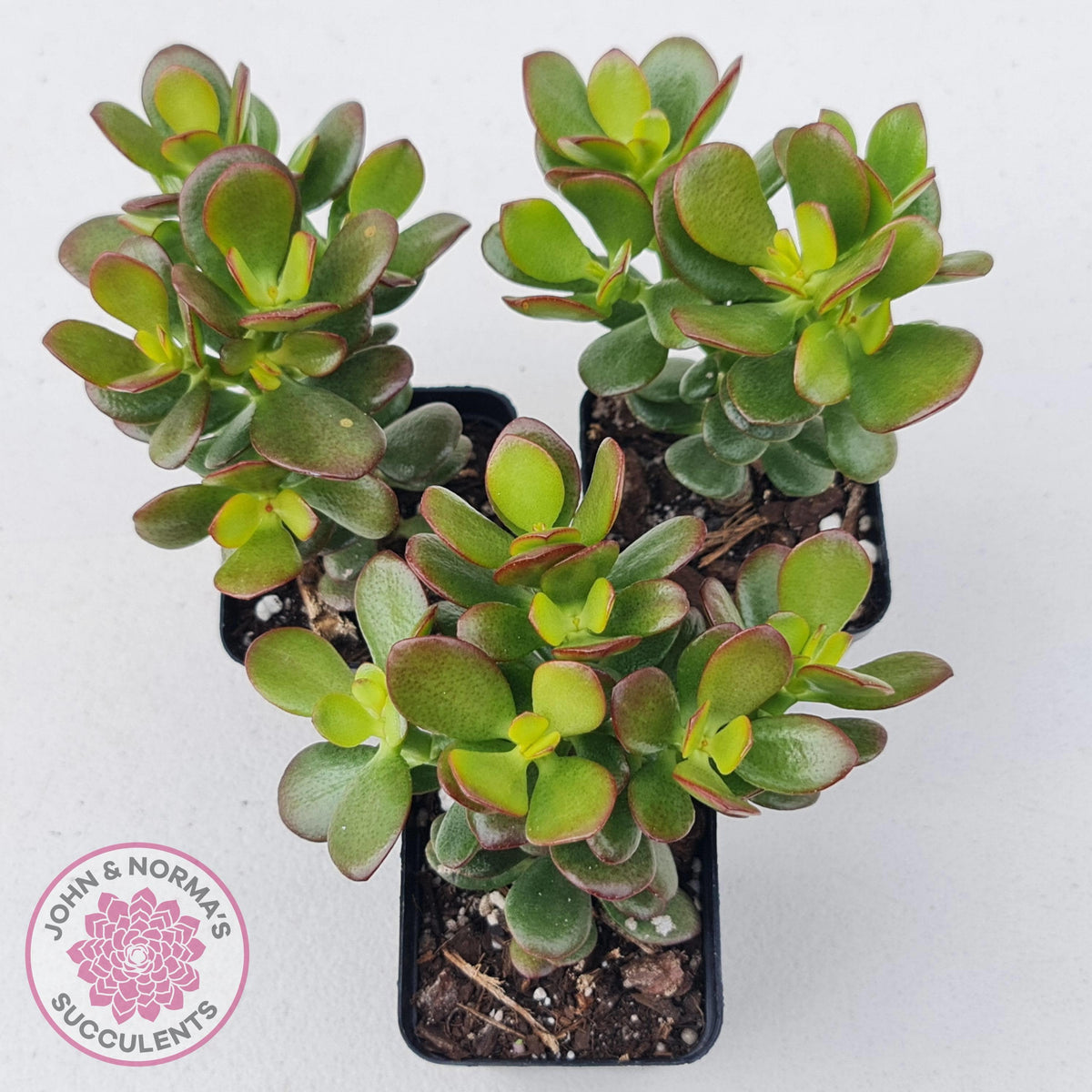 Crassula ovata 'Crosby's Compact'