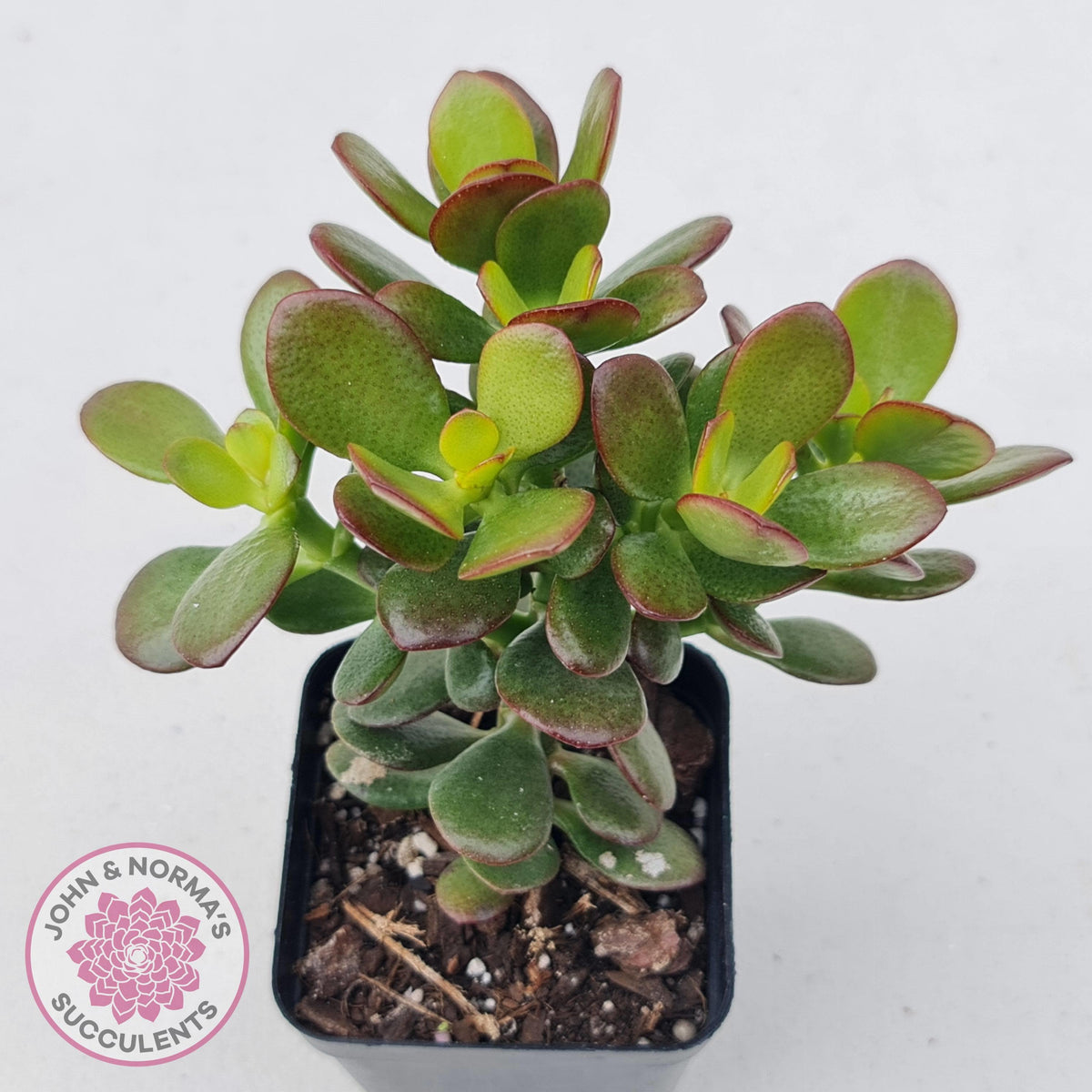Crassula ovata 'Crosby's Compact'