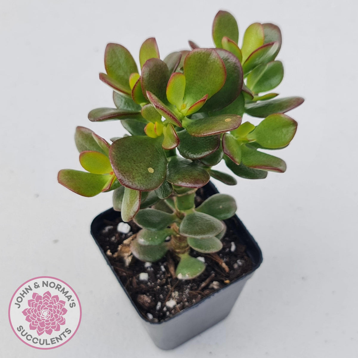 Crassula ovata 'Crosby's Compact'