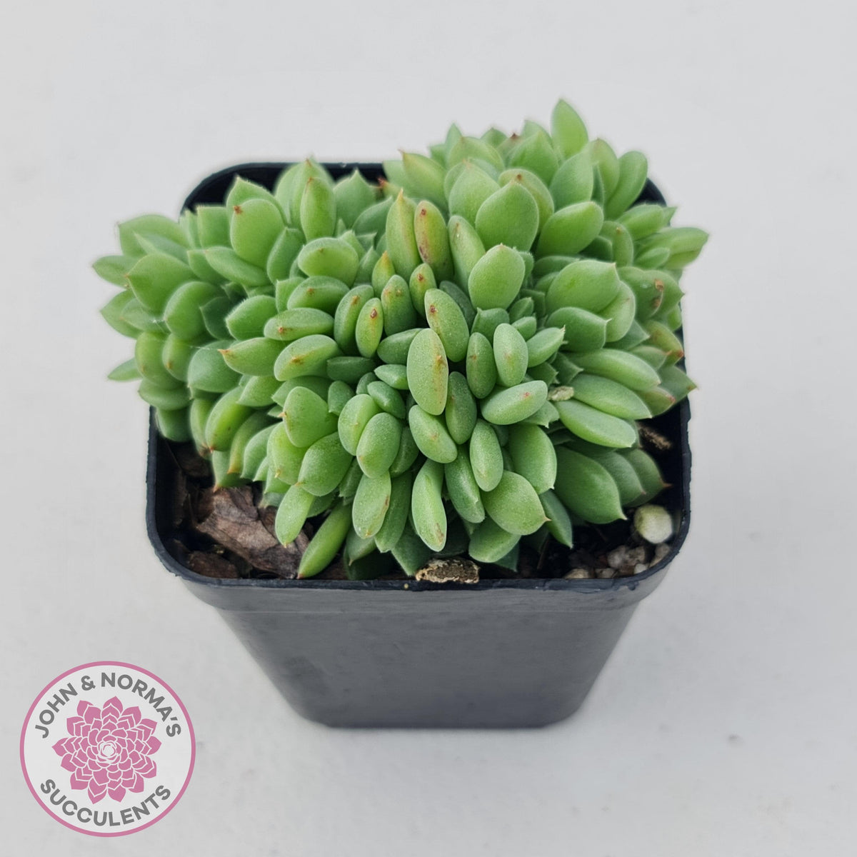 Echeveria Emerald Ripple Crest