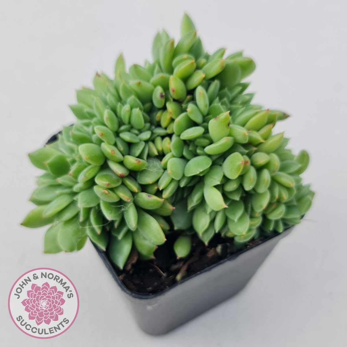 Echeveria Emerald Ripple Crest