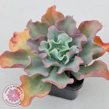 Load image into Gallery viewer, Echeveria Curly Locks - John & Norma's Succulents