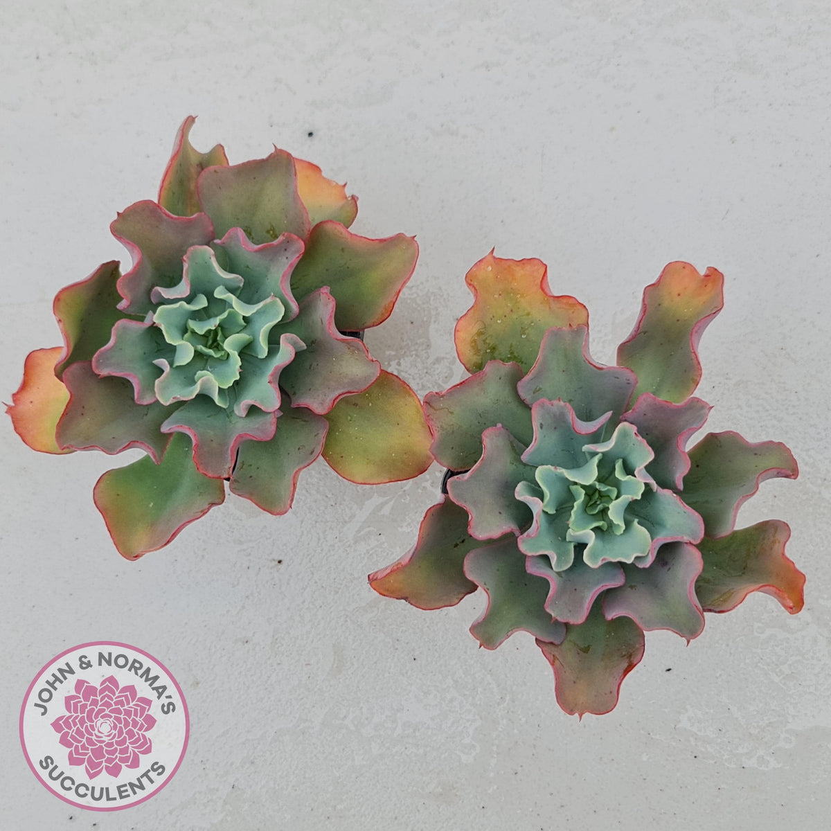 Echeveria Curly Locks