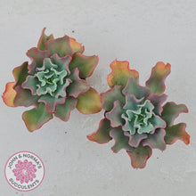 Load image into Gallery viewer, Echeveria Curly Locks - John & Norma's Succulents