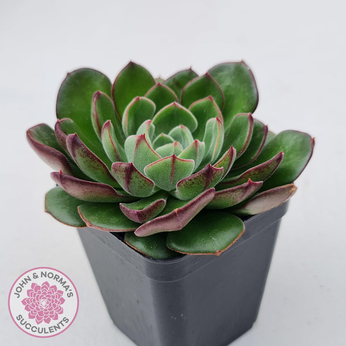 Echeveria 'Joan Daniel'