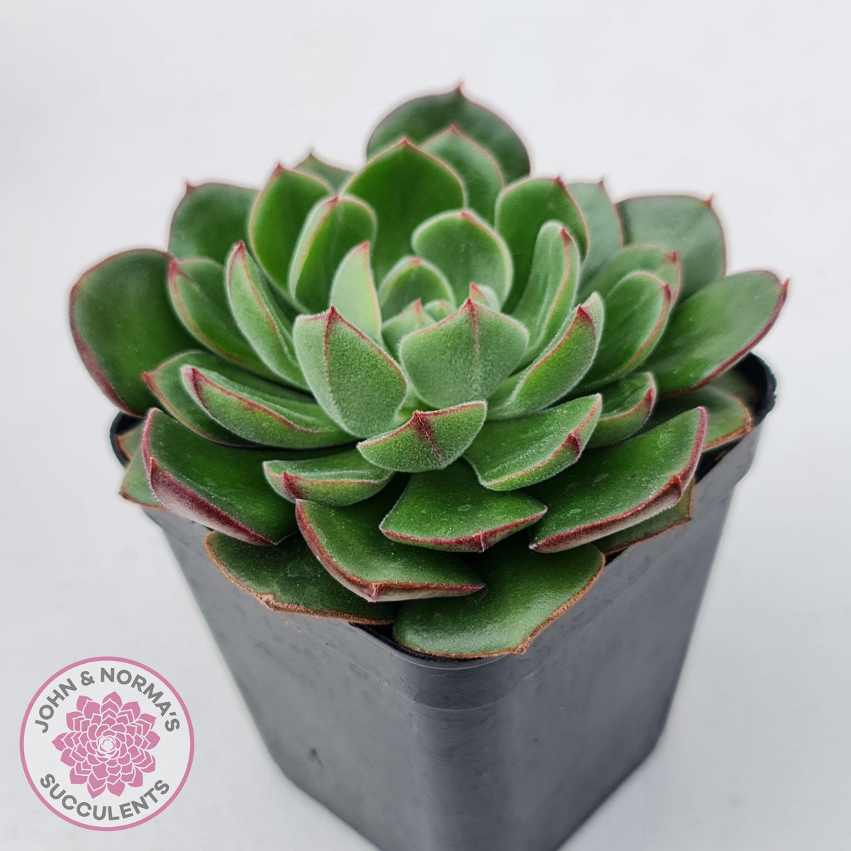 Echeveria 'Joan Daniel'