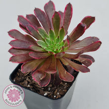 Load image into Gallery viewer, Aeonium Inferno - John & Norma's Succulents