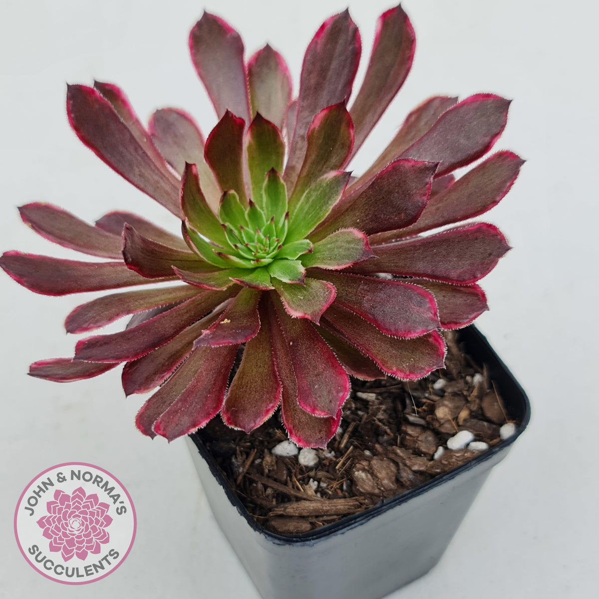 Aeonium Inferno