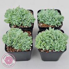 Load image into Gallery viewer, Echeveria Elegans Potosina 'Crystal' Cristata - John & Norma's Succulents