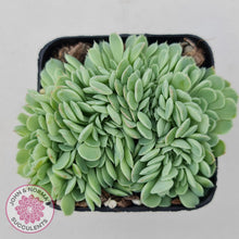 Load image into Gallery viewer, Echeveria Elegans Potosina 'Crystal' Cristata - John & Norma's Succulents