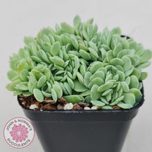 Load image into Gallery viewer, Echeveria Elegans Potosina 'Crystal' Cristata - John & Norma's Succulents