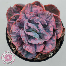 Load image into Gallery viewer, Echeveria Beyonce Rainbow Variegated - John & Norma's Succulents