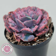 Load image into Gallery viewer, Echeveria Beyonce Rainbow Variegated (Lg)