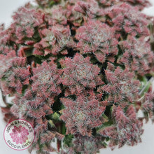 Load image into Gallery viewer, Crassula setulosa v transvaal drakensberg - John & Norma's Succulents
