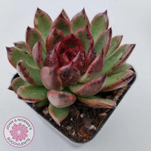 Load image into Gallery viewer, Echeveria Bloody Maria - John & Norma's Succulents