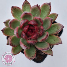 Load image into Gallery viewer, Echeveria 'Bloody Maria'
