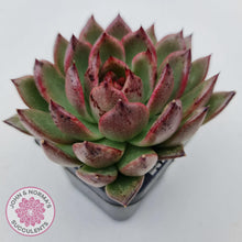 Load image into Gallery viewer, Echeveria Bloody Maria - John & Norma's Succulents