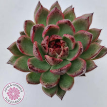 Load image into Gallery viewer, Echeveria Bloody Maria - John & Norma's Succulents