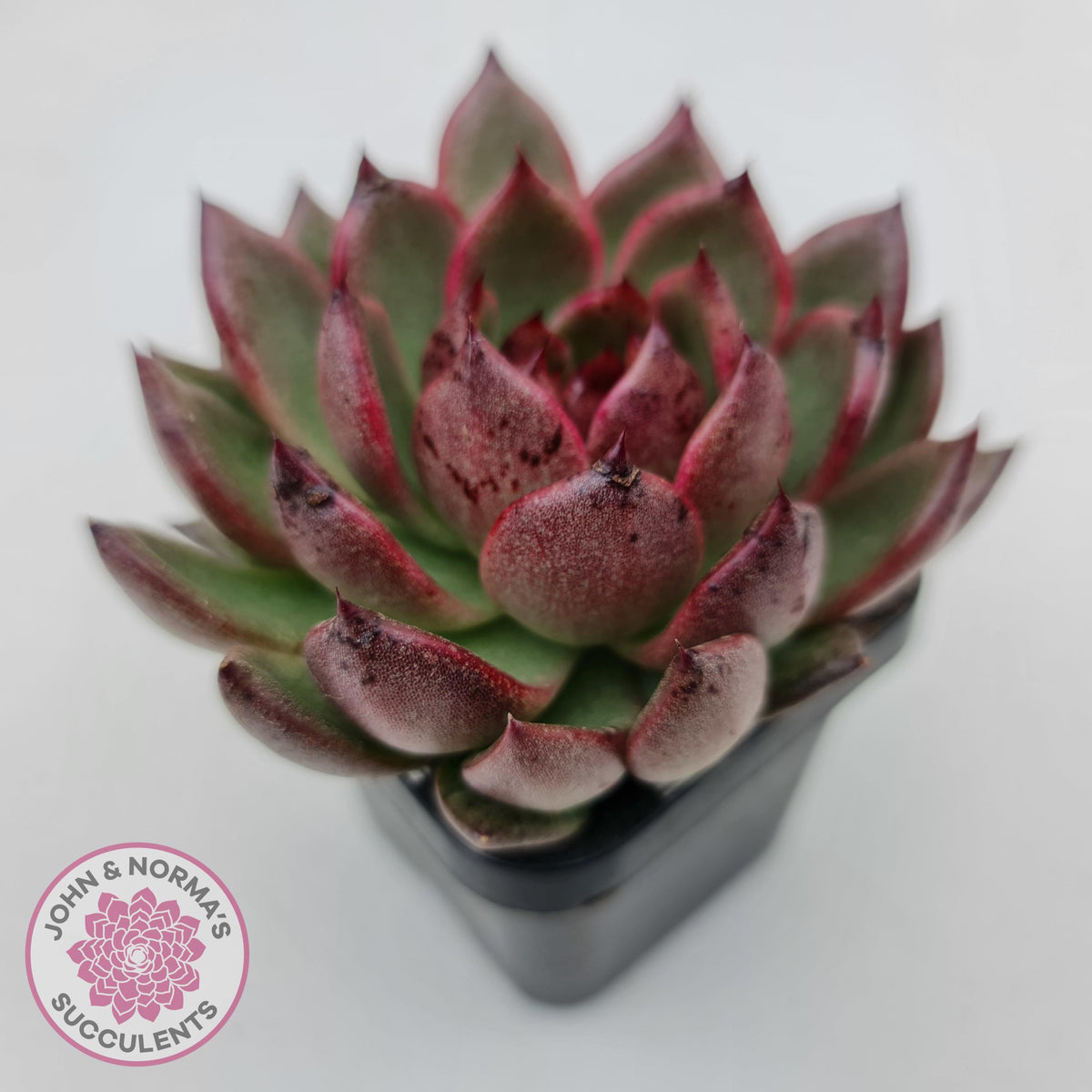 Echeveria 'Bloody Maria'