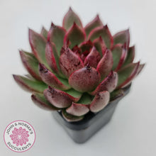 Load image into Gallery viewer, Echeveria Bloody Maria - John & Norma's Succulents