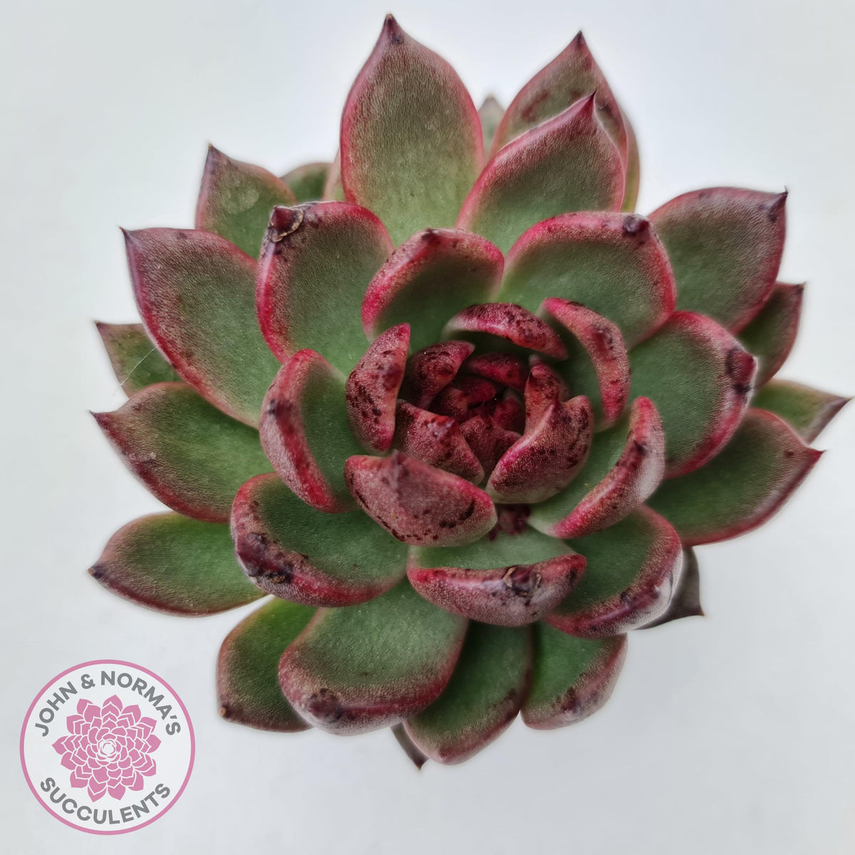 Echeveria 'Bloody Maria'