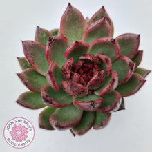 Load image into Gallery viewer, Echeveria 'Bloody Maria'
