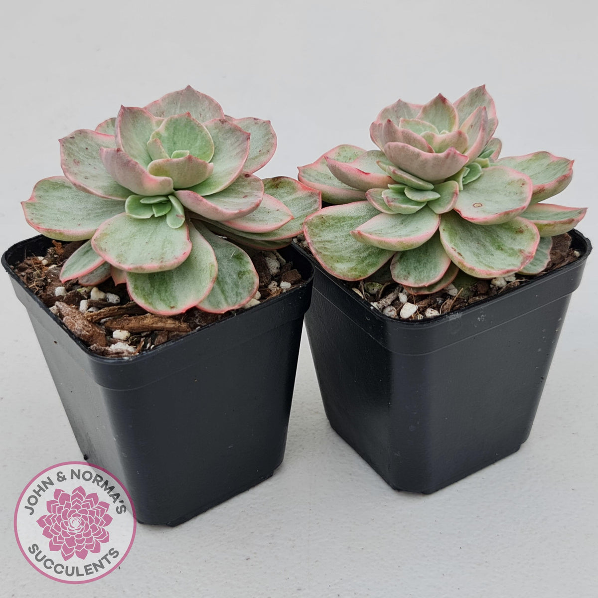 Echeveria Suyon White Variegated