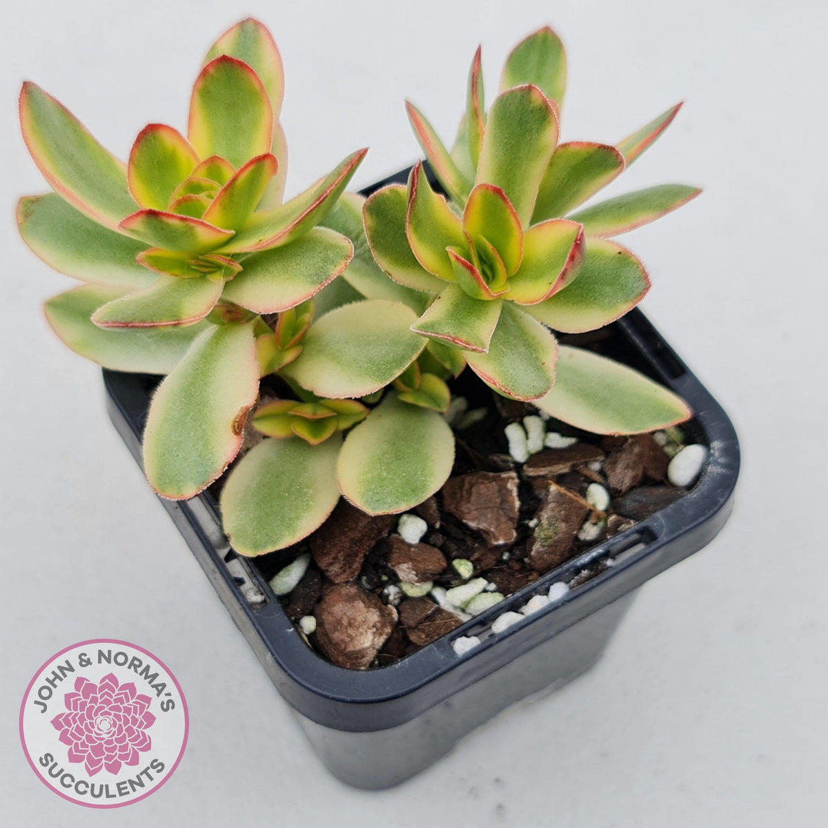Crassula dejecta variegata