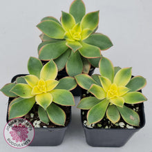Load image into Gallery viewer, Aeonium haworthii 'Dream Color' aka 'Kiwi' - John & Norma's Succulents