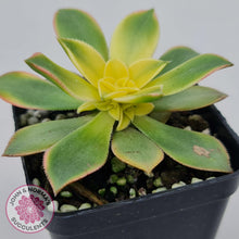 Load image into Gallery viewer, Aeonium haworthii 'Dream Color' aka 'Kiwi' - John & Norma's Succulents