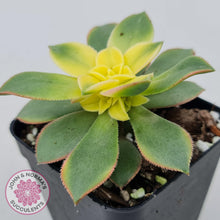 Load image into Gallery viewer, Aeonium haworthii 'Dream Color' aka 'Kiwi' - John & Norma's Succulents