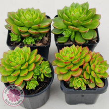 Load image into Gallery viewer, Sedeveria Letizia (w pups)