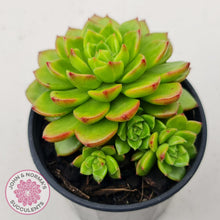 Load image into Gallery viewer, Sedeveria Letizia (w pups)