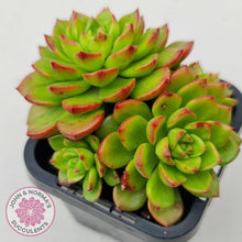 Load image into Gallery viewer, Sedeveria Letizia (w pups)