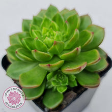 Load image into Gallery viewer, Sedeveria Letizia (w pups)