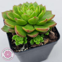 Load image into Gallery viewer, Sedeveria Letizia (w pups)