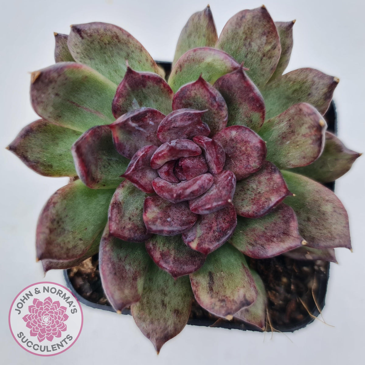 Echeveria Bloody Maria Monstrose