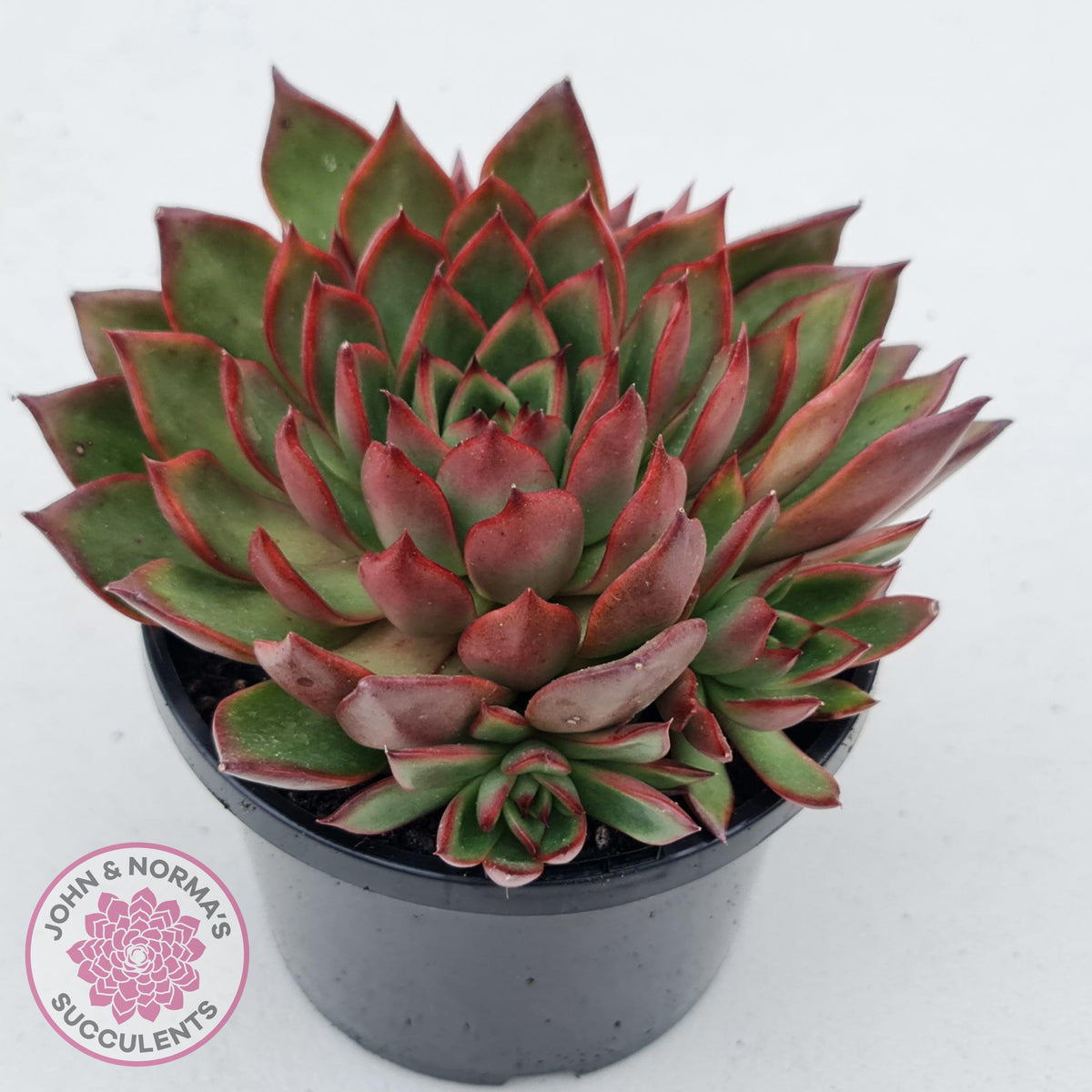 Echeveria Agavoides Benimusume - 100mm XL