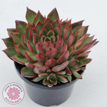 Load image into Gallery viewer, Echeveria Agavoides Benimusume - 100mm Extra Large - John & Norma's Succulents