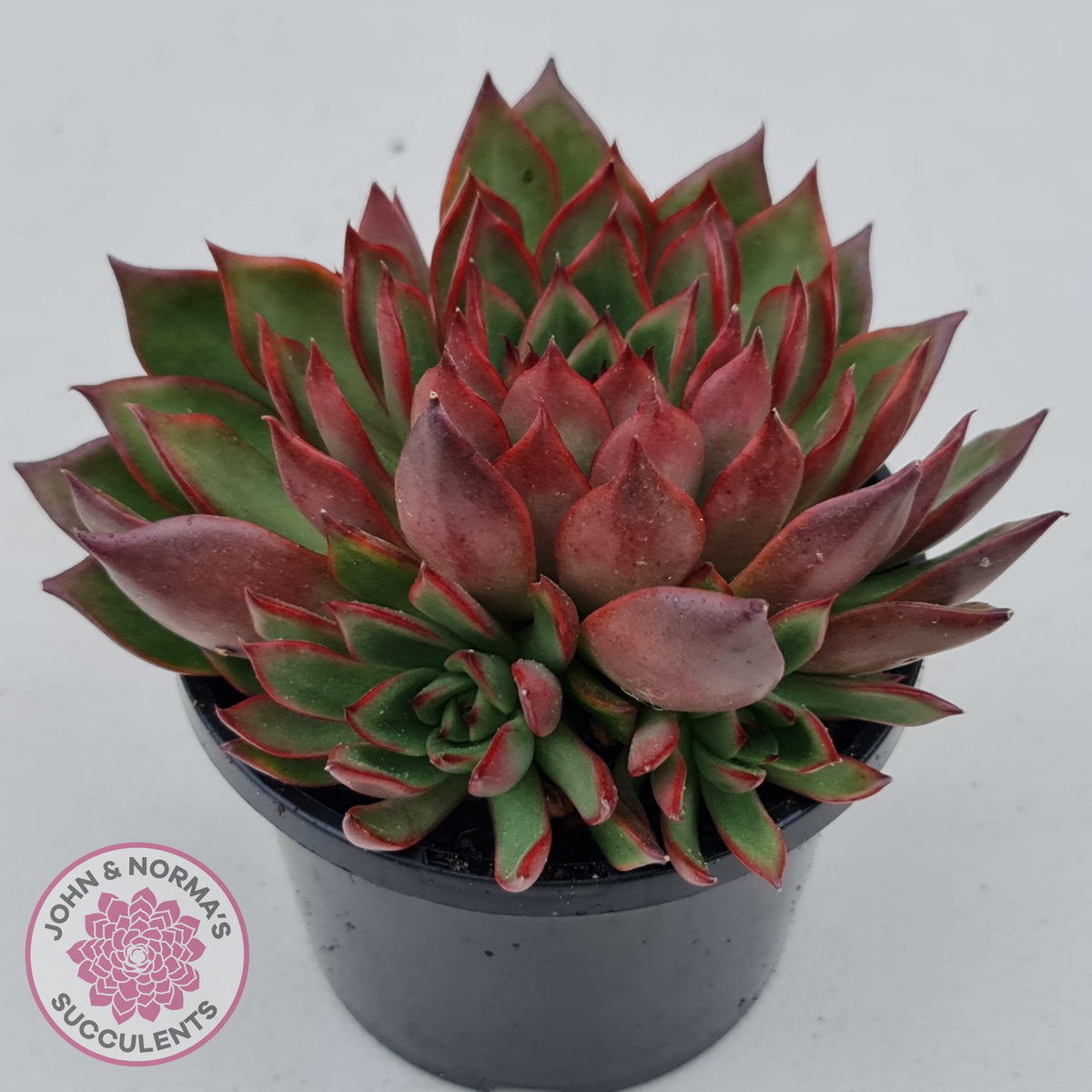 Echeveria Agavoides Benimusume - 100mm XL