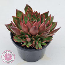 Load image into Gallery viewer, Echeveria Agavoides Benimusume - 100mm Extra Large - John & Norma's Succulents