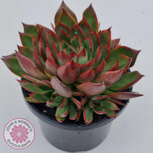 Load image into Gallery viewer, Echeveria Agavoides Benimusume - 100mm Extra Large - John & Norma's Succulents