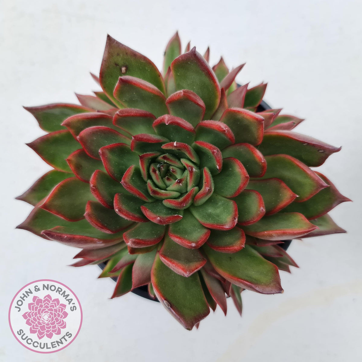 Echeveria Agavoides Benimusume - 100mm XL