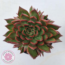 Load image into Gallery viewer, Echeveria Agavoides Benimusume - 100mm Extra Large - John & Norma's Succulents