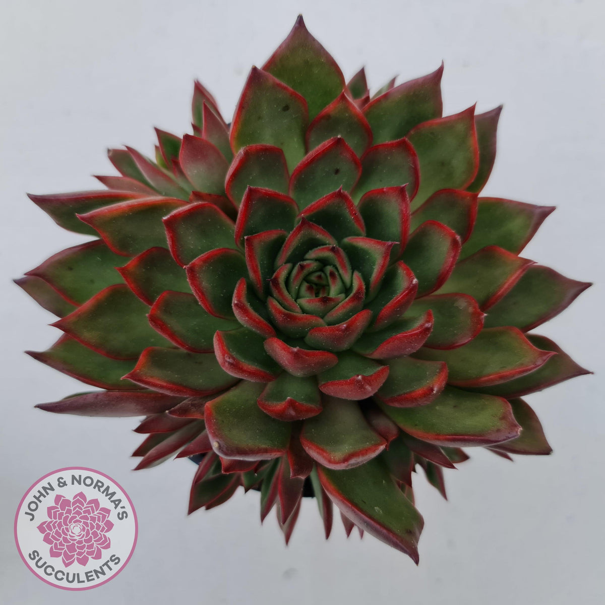 Echeveria Agavoides Benimusume - 100mm XL